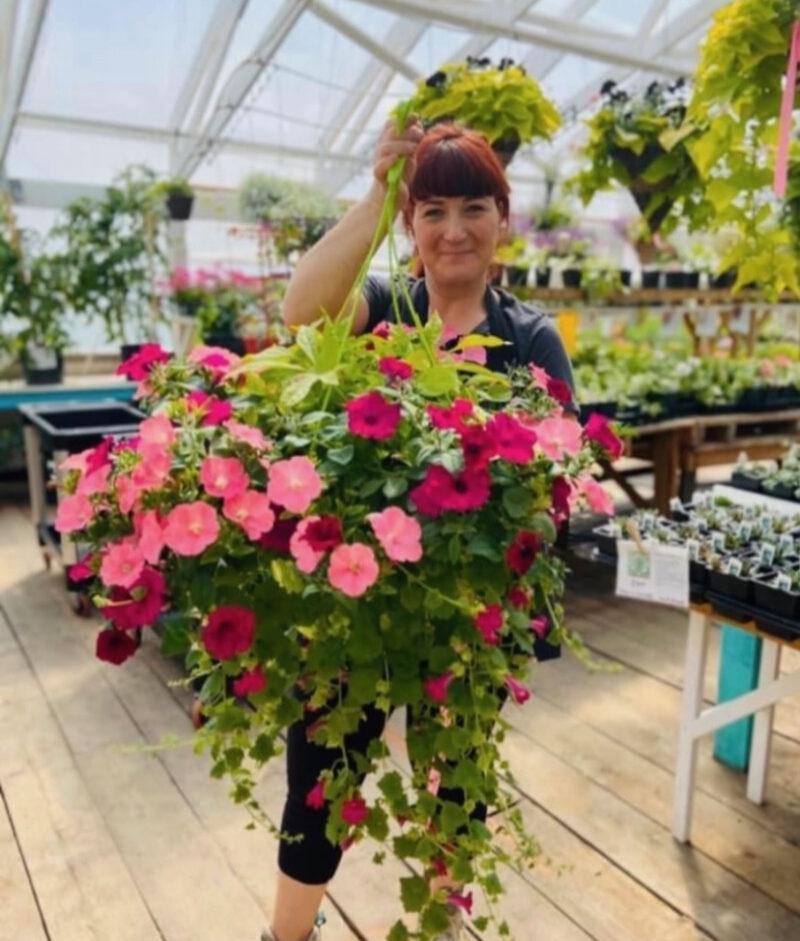 Hanging Basket Violet Gardens & Greenhouse