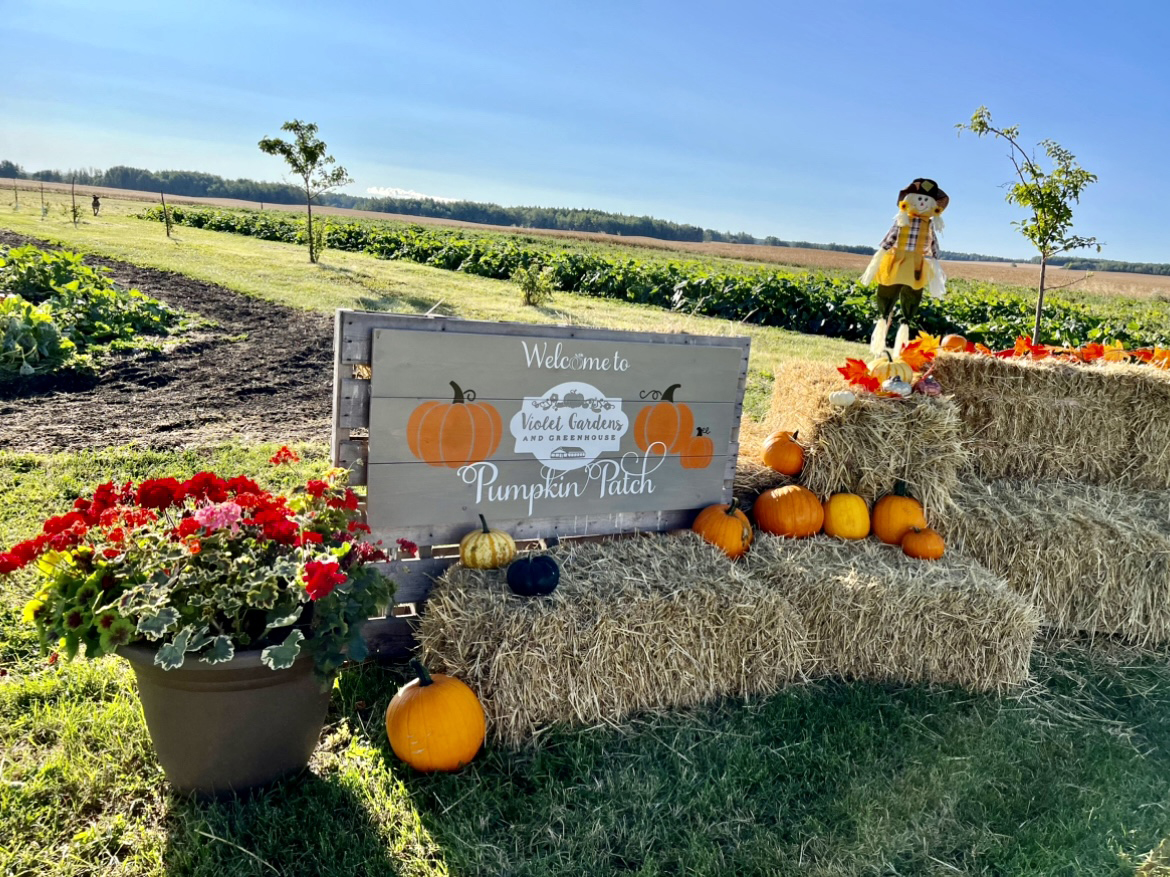 Pumpkin Patch Violet Gardens & Greenhouse